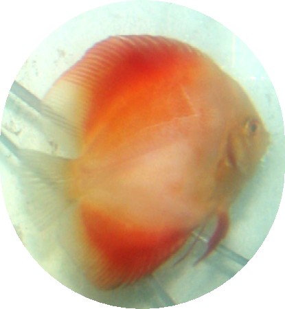 Red Passion - 2 inch